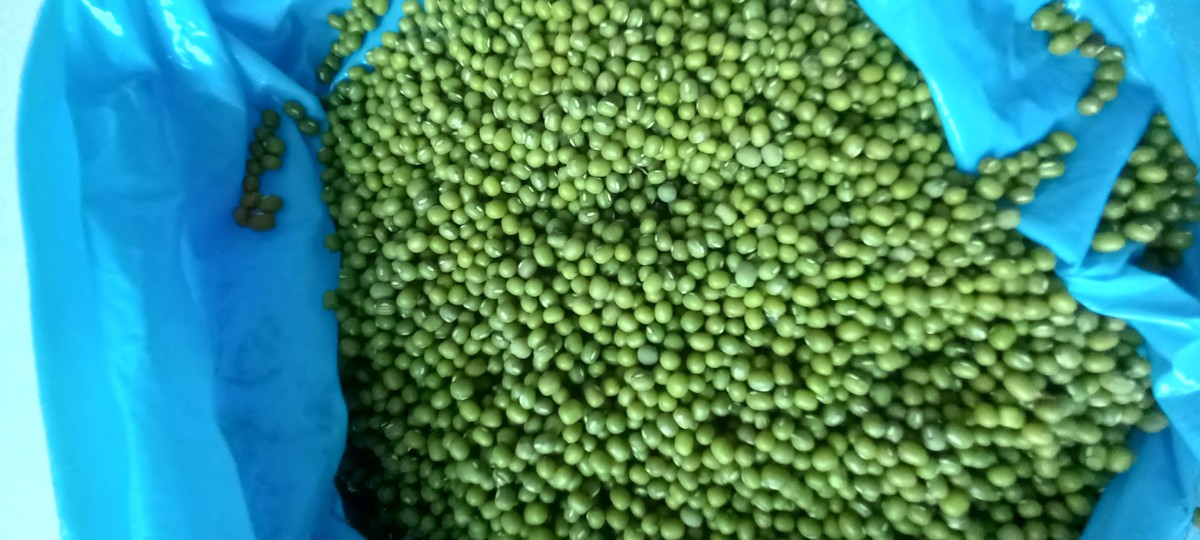 FEIJÃO MUNGO VERDE from Etiópia